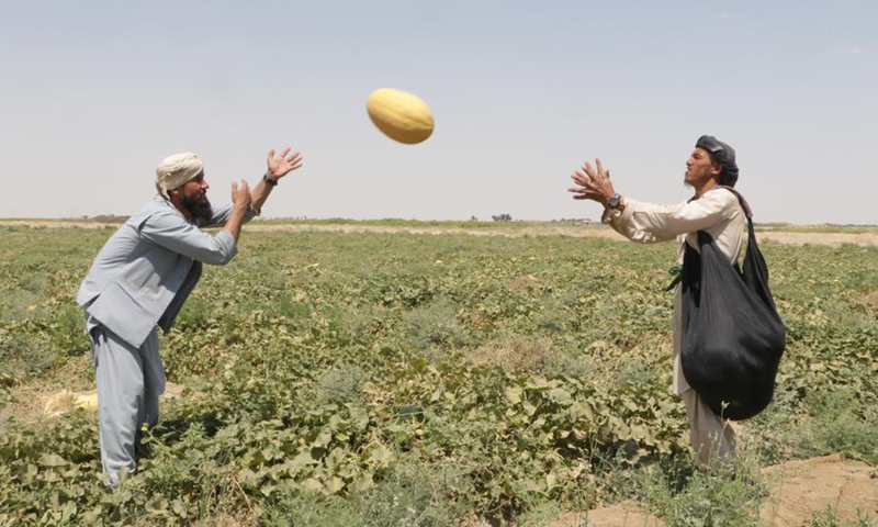 Afghan farmers harvest melons in Jawzjan province, northern Afghanistan, July 25, 2024. Photo: Xinhua