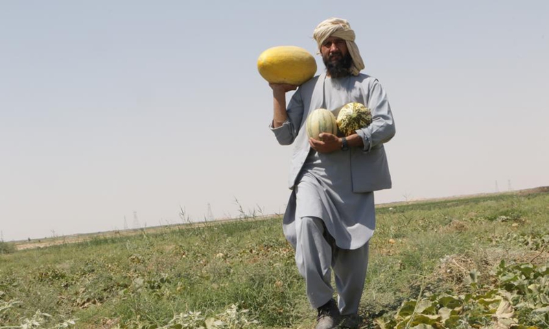 An Afghan farmer carries melons during harvest in Jawzjan province, northern Afghanistan, July 25, 2024. Photo: Xinhua