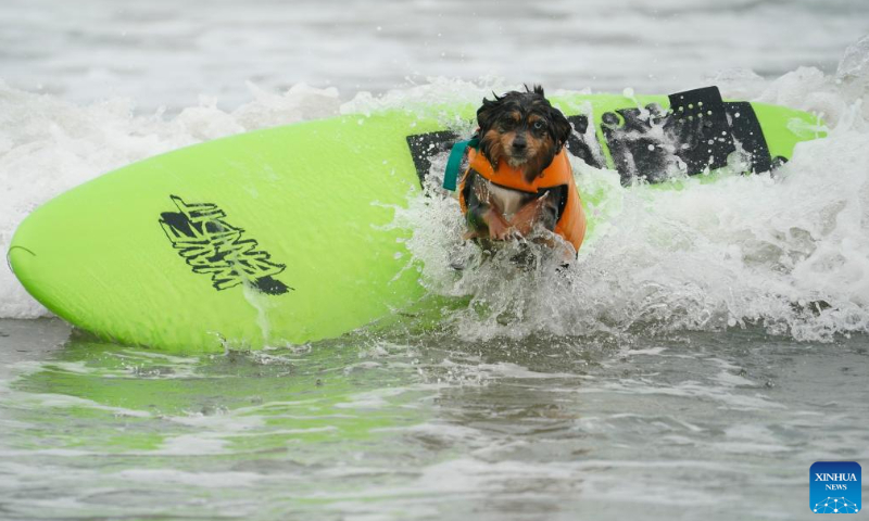 A dog is pictured at dog surfing championships in Pacifica, California, the United States, Aug. 3, 2024.