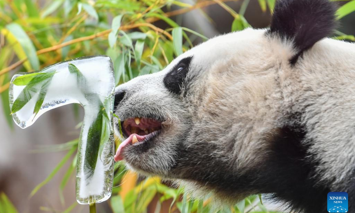 Giant panda Dingding is pictured during her birthday celebration at the Moscow Zoo in Moscow, capital of Russia, July 30, 2024. Dingding enjoyed her birthday celebration in Russia on Tuesday. She was born on July 30, 2017 at the Shenshuping giant panda base of China's Wolong National Nature Reserve, and arrived in Moscow in April 2019 from China's southwest Sichuan Province with another giant panda Ruyi. (Photo: Xinhua)