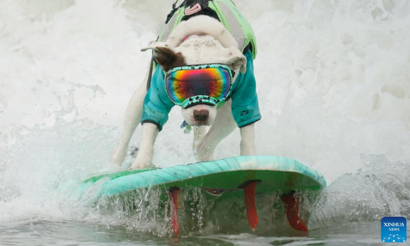 A dog is pictured at dog surfing championships in Pacifica, California, the United States, Aug. 3, 2024.