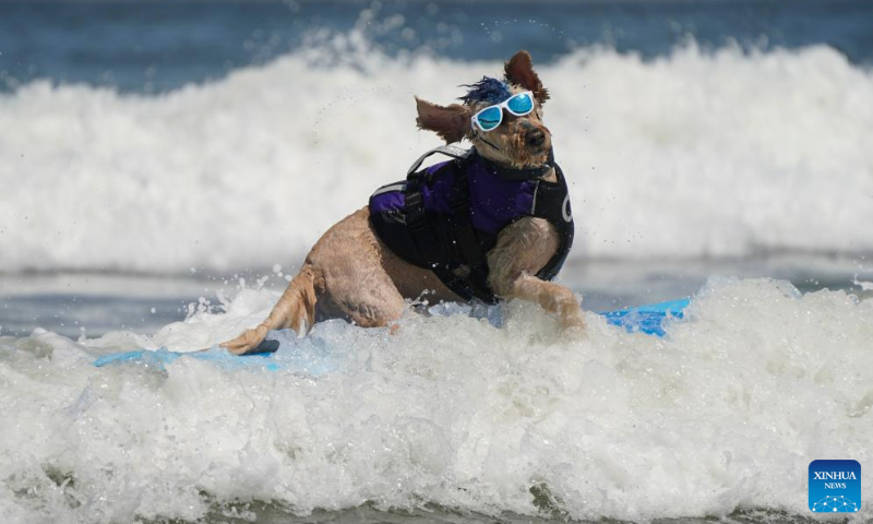 A dog is pictured at dog surfing championships in Pacifica, California, the United States, Aug. 3, 2024.