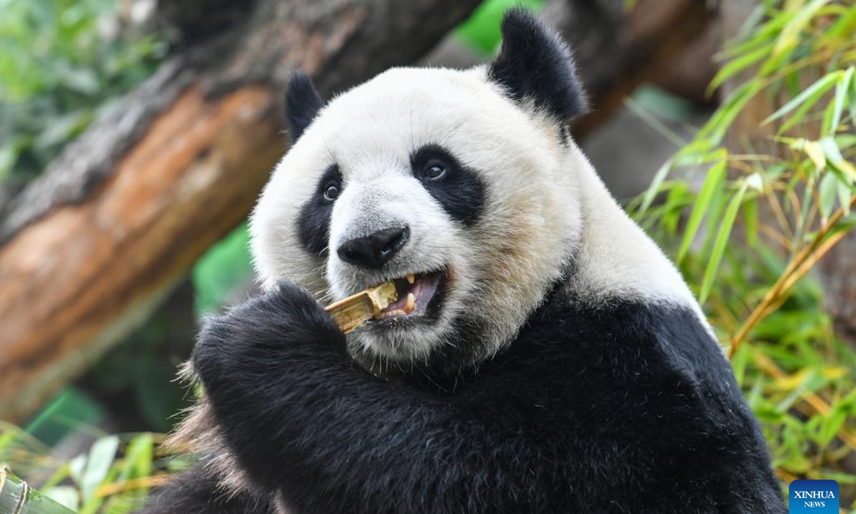 Giant panda Dingding is pictured during her birthday celebration at the Moscow Zoo in Moscow, capital of Russia, July 30, 2024. Dingding enjoyed her birthday celebration in Russia on Tuesday. She was born on July 30, 2017 at the Shenshuping giant panda base of China's Wolong National Nature Reserve, and arrived in Moscow in April 2019 from China's southwest Sichuan Province with another giant panda Ruyi. (Photo: Xinhua)