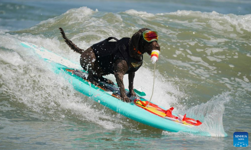 A dog is pictured at dog surfing championships in Pacifica, California, the United States, Aug. 3, 2024.