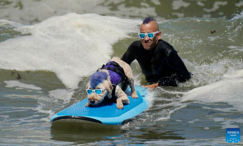 A dog is pictured at dog surfing championships in Pacifica, California, the United States, Aug. 3, 2024.