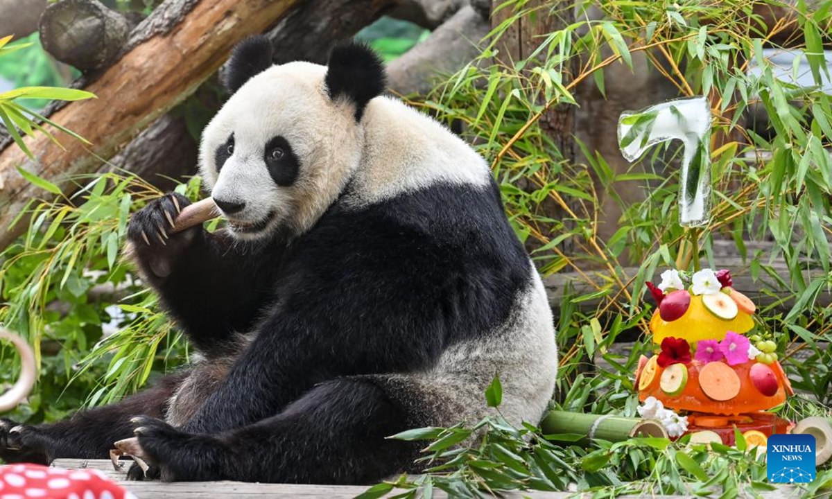 Giant panda Dingding is pictured during her birthday celebration at the Moscow Zoo in Moscow, capital of Russia, July 30, 2024. Dingding enjoyed her birthday celebration in Russia on Tuesday. She was born on July 30, 2017 at the Shenshuping giant panda base of China's Wolong National Nature Reserve, and arrived in Moscow in April 2019 from China's southwest Sichuan Province with another giant panda Ruyi. (Photo: Xinhua)