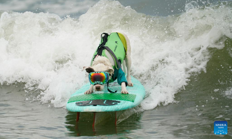 A dog is pictured at dog surfing championships in Pacifica, California, the United States, Aug. 3, 2024.