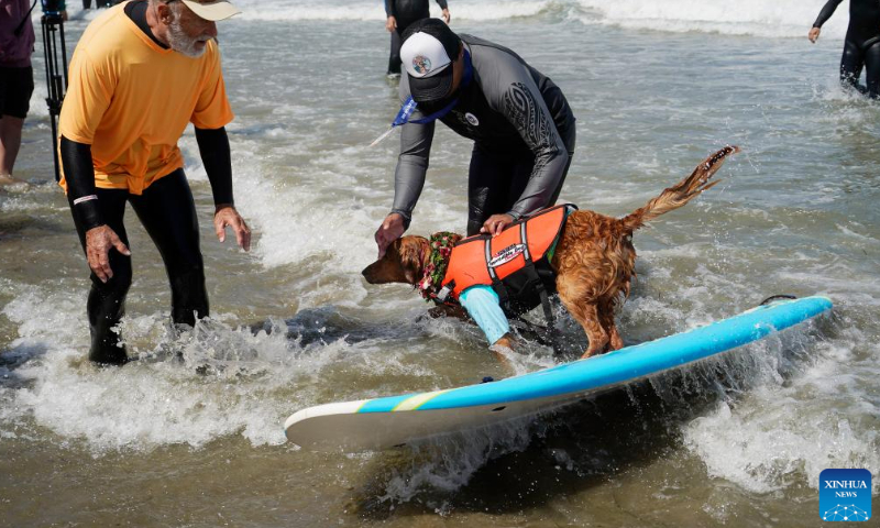 A dog is pictured at dog surfing championships in Pacifica, California, the United States, Aug. 3, 2024.