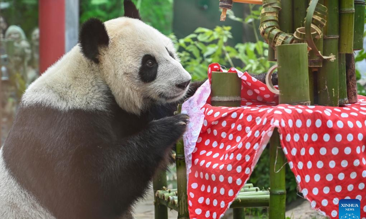 Giant panda Dingding is pictured during her birthday celebration at the Moscow Zoo in Moscow, capital of Russia, July 30, 2024. Dingding enjoyed her birthday celebration in Russia on Tuesday. She was born on July 30, 2017 at the Shenshuping giant panda base of China's Wolong National Nature Reserve, and arrived in Moscow in April 2019 from China's southwest Sichuan Province with another giant panda Ruyi. (Photo: Xinhua)