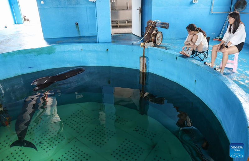 Volunteers observe the short-finned pilot whale Haili at Sanya Haichang Animal Conservation Center in Sanya, south China's Hainan Province, Aug. 2, 2024. Haili, a short-finned pilot whale rescued earlier after being stranded in Haitang Bay of Sanya, has recovered well and is now able to feed and dive normally. In order to increase its activity, the rescue team has expanded its swimming area to three pools, and will make further treatment and release plans according to its physical condition. Photo: Xinhua