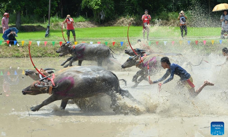 Buffalo racers compete during a buffalo race to celebrate the start of paddy-sowing season in Chonburi, Thailand, Aug. 4, 2024. Photo: Xinhua