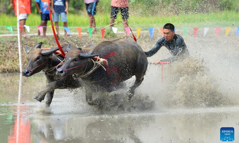 A buffalo racer competes during a buffalo race to celebrate the start of paddy-sowing season in Chonburi, Thailand, Aug. 4, 2024. Photo: Xinhua