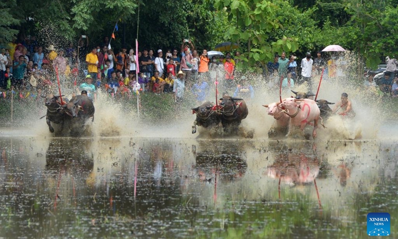 Buffalo racers compete during a buffalo race to celebrate the start of paddy-sowing season in Chonburi, Thailand, Aug. 4, 2024. Photo: Xinhua