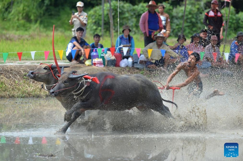 A buffalo racer competes during a buffalo race to celebrate the start of paddy-sowing season in Chonburi, Thailand, Aug. 4, 2024. Photo: Xinhua