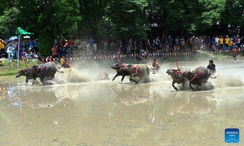 Buffalo racers compete during a buffalo race to celebrate the start of paddy-sowing season in Chonburi, Thailand, Aug. 4, 2024. Photo: Xinhua
