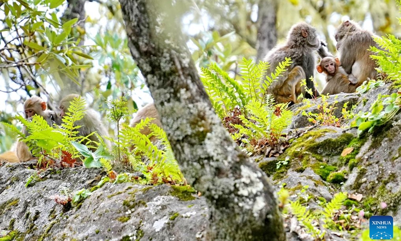 Tibetan macaques are pictured at Basomtso scenic area, a national 5A tourist attraction, in Nyingchi, southwest China's Xizang Autonomous Region, Aug. 2, 2024. Photo: Xinhua