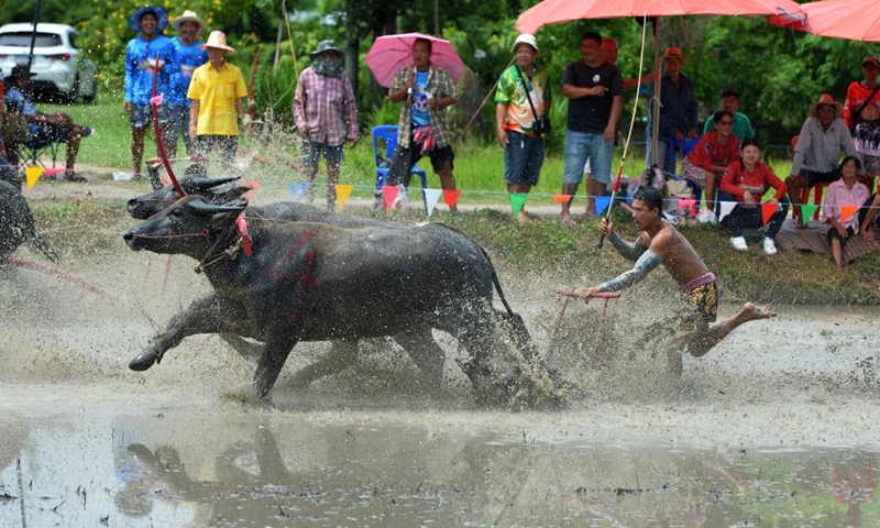 A buffalo racer competes during a buffalo race to celebrate the start of paddy-sowing season in Chonburi, Thailand, Aug. 4, 2024. Photo: Xinhua