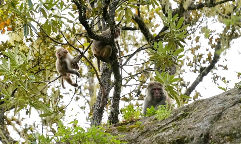 Tibetan macaques are pictured at Basomtso scenic area, a national 5A tourist attraction, in Nyingchi, southwest China's Xizang Autonomous Region, Aug. 2, 2024. Photo: Xinhua
