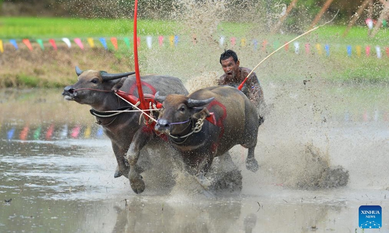 A buffalo racer competes during a buffalo race to celebrate the start of paddy-sowing season in Chonburi, Thailand, Aug. 4, 2024.  Photo: Xinhua
