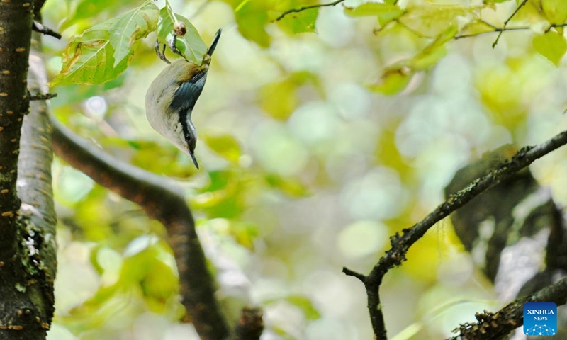 A bird is pictured at Basomtso scenic area, a national 5A tourist attraction, in Nyingchi, southwest China's Xizang Autonomous Region, Aug. 2, 2024. Photo: Xinhua