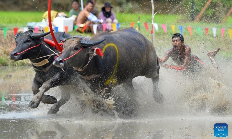 A buffalo racer competes during a buffalo race to celebrate the start of paddy-sowing season in Chonburi, Thailand, Aug. 4, 2024. Photo: Xinhua