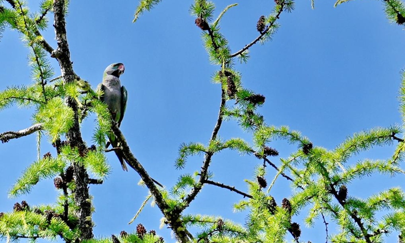 A parrot is pictured at Basomtso scenic area, a national 5A tourist attraction, in Nyingchi, southwest China's Xizang Autonomous Region, Aug. 2, 2024. Photo: Xinhua