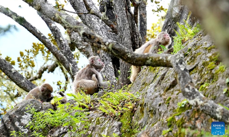 Tibetan macaques are pictured at Basomtso scenic area, a national 5A tourist attraction, in Nyingchi, southwest China's Xizang Autonomous Region, Aug. 2, 2024. Photo: Xinhua