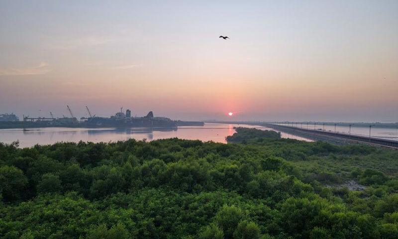 An aerial drone photo taken on July 16, 2024 shows a view of mangrove forests in the coastal area near Java 7 project in Serang, Banten province, Indonesia. Photo: Xinhua