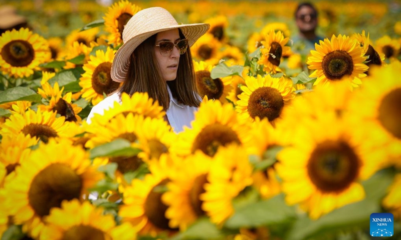 People visit a sunflower field in Abbotsford, Canada, Aug. 4, 2024. Covering over 45 acres, this field is planted with 25 different varieties of sunflowers, attracting thousands of visitors in midsummer. Photo: Xinhua