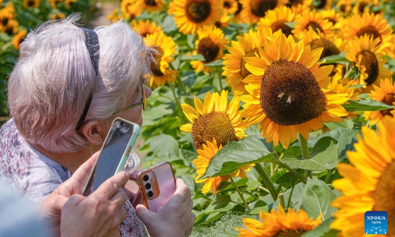 People observe sunflowers at a sunflower field in Abbotsford, Canada, Aug. 4, 2024. Covering over 45 acres, this field is planted with 25 different varieties of sunflowers, attracting thousands of visitors in midsummer. Photo: Xinhua