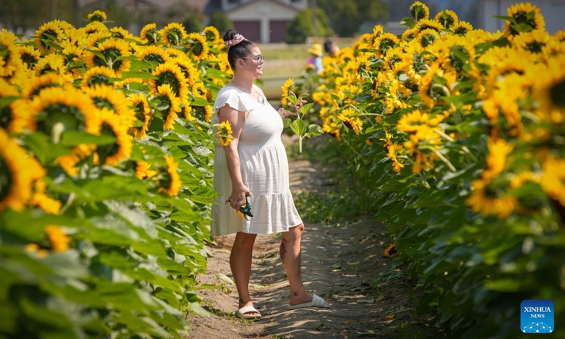 People visit a sunflower field in Abbotsford, Canada, Aug. 4, 2024. Covering over 45 acres, this field is planted with 25 different varieties of sunflowers, attracting thousands of visitors in midsummer. Photo: Xinhua
