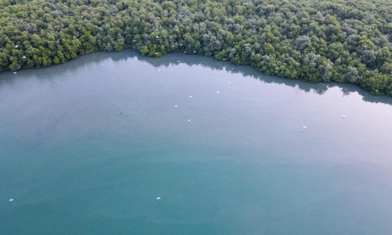 An aerial drone photo taken on July 15, 2024 shows a view of mangrove forests in the coastal area near Java 7 project in Serang, Banten province, Indonesia. Photo: Xinhua
