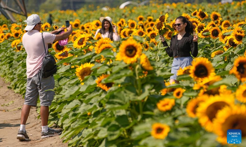 People visit a sunflower field in Abbotsford, Canada, Aug. 4, 2024. Covering over 45 acres, this field is planted with 25 different varieties of sunflowers, attracting thousands of visitors in midsummer. Photo: Xinhua