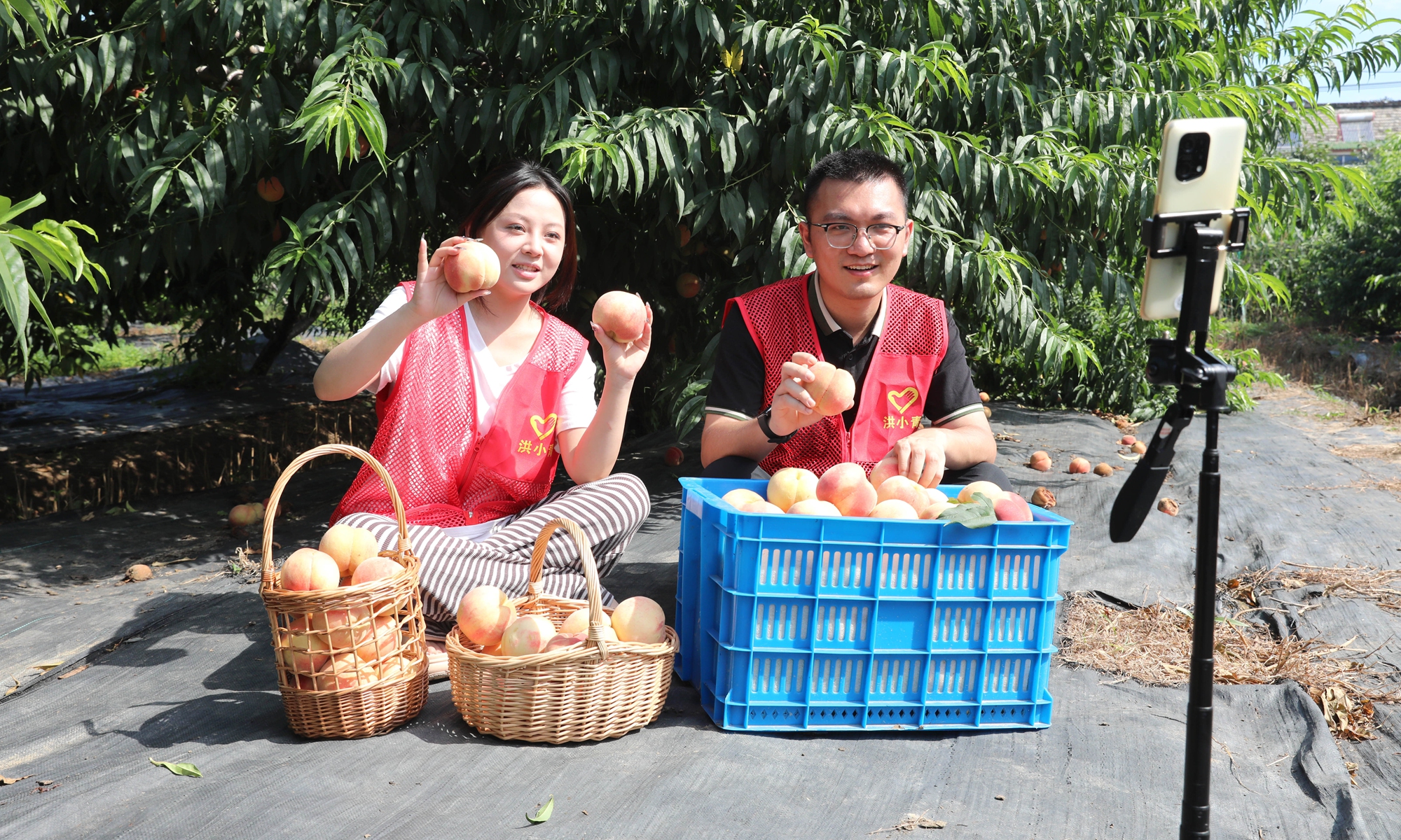 Young volunteers use livestreaming platforms to promote peaches at a farm in Hongze district, Huai'an city, East China's Jiangsu Province, on July 23, 2024. Photo: VCG