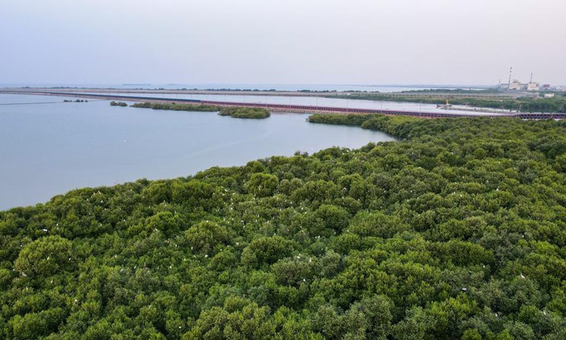 An aerial drone photo taken on July 15, 2024 shows a view of mangrove forests in the coastal area near Java 7 project in Serang, Banten province, Indonesia. Photo: Xinhua