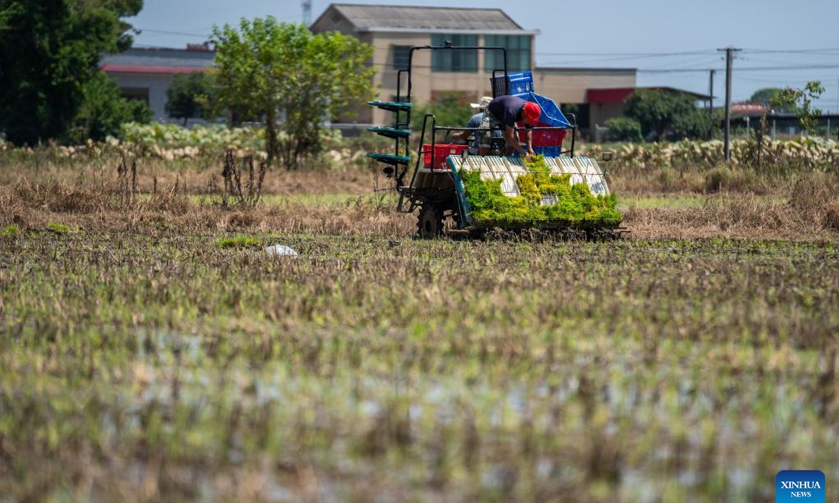 Villagers drive a rice transplanter planting rice seedlings in Liantuo Village of Xiangtan County, central China's Hunan Province, Aug. 5, 2024. Dike breaches occurred between July 28 and 29 after Typhoon Gaemi triggered record-breaking floods on the Juanshui river. The dike breaches in Xiangtan County were repaired and farmers have begun planting rice seedlings after flood receded. (Photo：Xinhua)