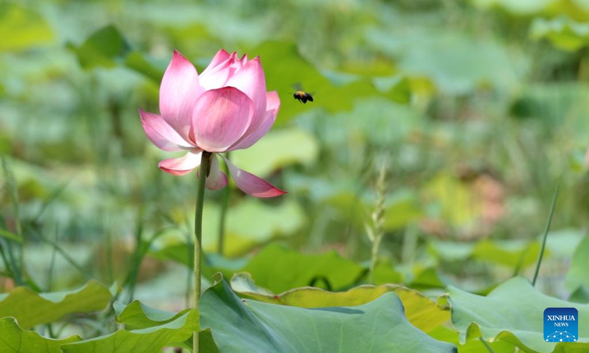 A bee hovers around a lotus in a pond in Shijiazhuang, north China's Hebei Province, Aug. 4, 2024. (Photo:Xinhua)
