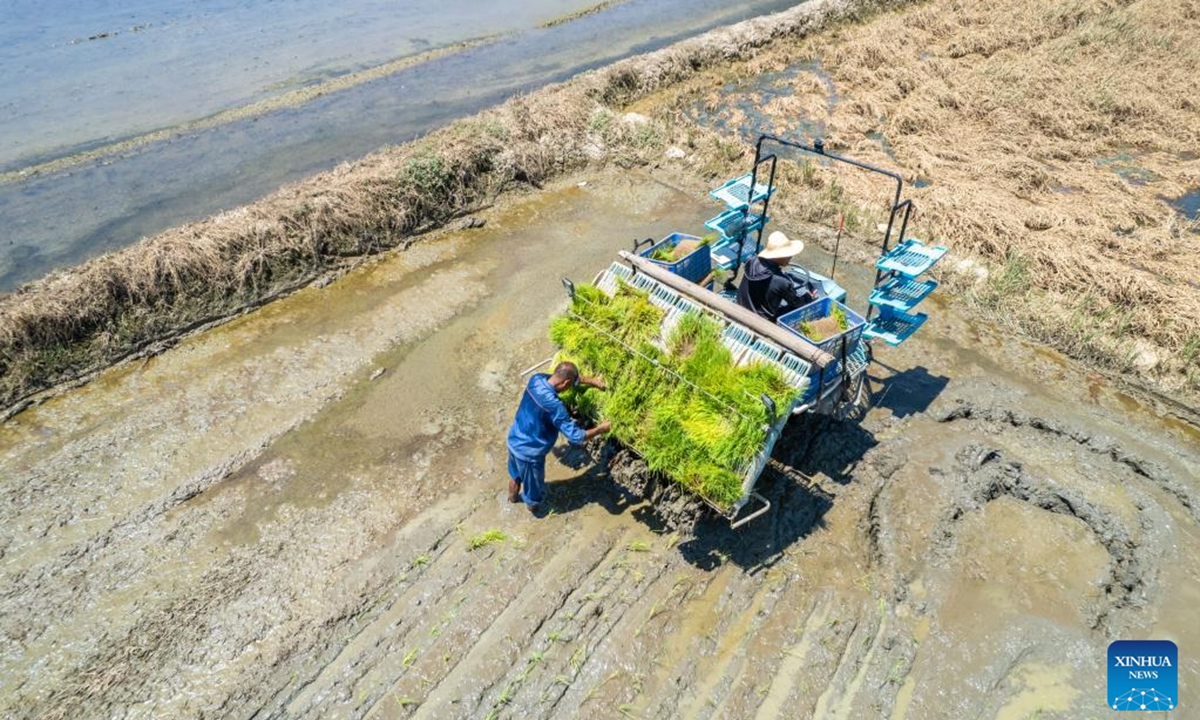 An aerial drone photo shows villagers planting rice seedlings in Liantuo Village of Xiangtan County, central China's Hunan Province, Aug. 5, 2024. Dike breaches occurred between July 28 and 29 after Typhoon Gaemi triggered record-breaking floods on the Juanshui river. The dike breaches in Xiangtan County were repaired and farmers have begun planting rice seedlings after flood receded. (Photo：Xinhua)