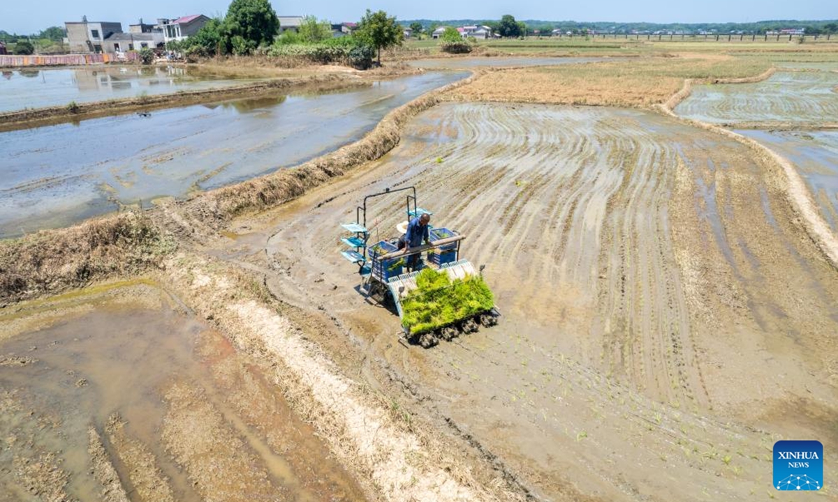 An aerial drone photo shows villagers planting rice seedlings in Liantuo Village of Xiangtan County, central China's Hunan Province, Aug. 5, 2024. Dike breaches occurred between July 28 and 29 after Typhoon Gaemi triggered record-breaking floods on the Juanshui river. The dike breaches in Xiangtan County were repaired and farmers have begun planting rice seedlings after flood receded. (Photo：Xinhua)