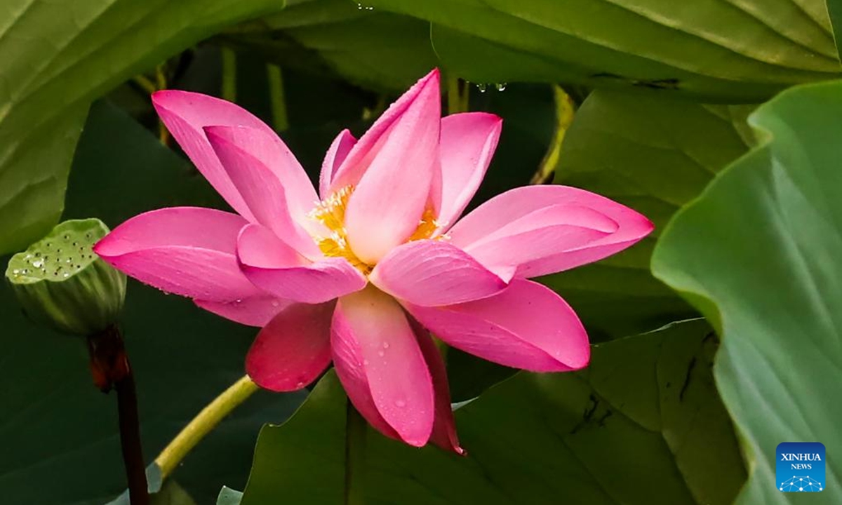 This photo shows a lotus in a pond in Kuancheng Manchu Autonomous County, north China's Hebei Province, Aug. 4, 2024. (Photo:Xinhua)