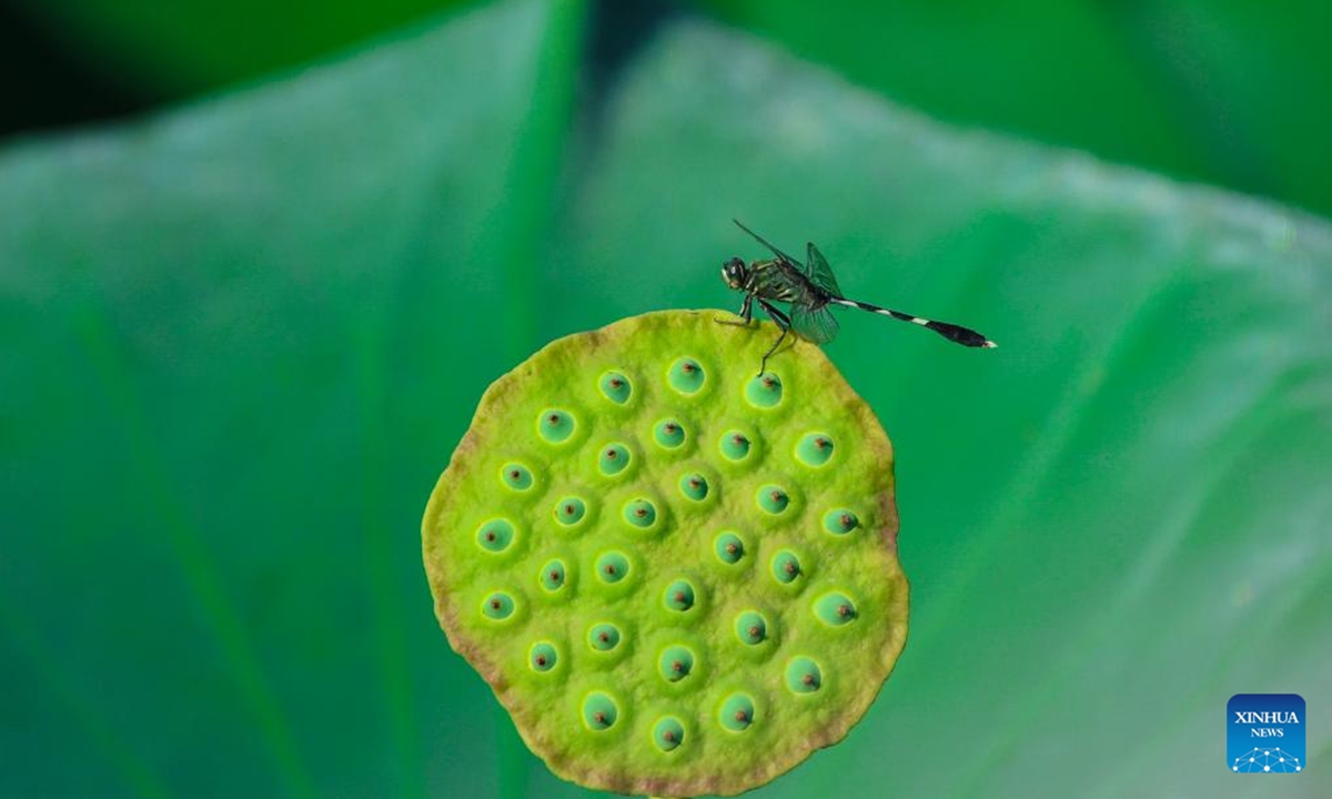 A dragonfly falls on a lotus seedpod in a pond in Changning, central China's Hunan Province, Aug. 5, 2024. (Photo:Xinhua)
