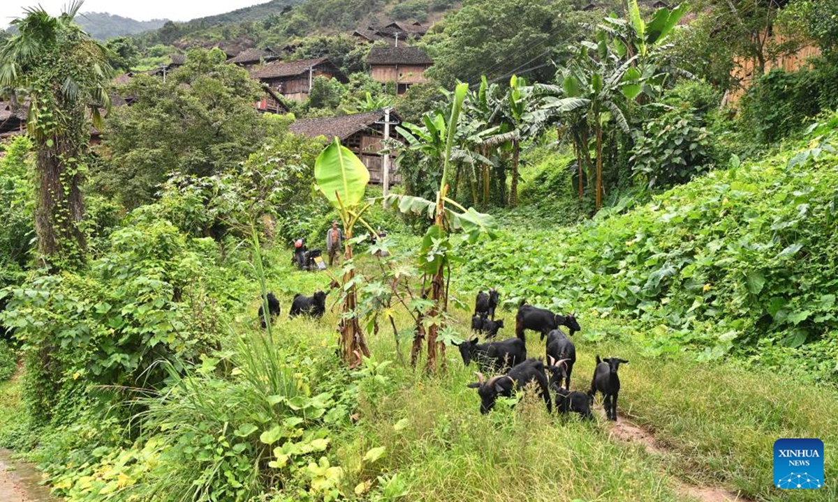 A herd of goats are seen in Pingliu Village of Longlin County in south China's Guangxi Zhuang Autonomous Region, July 31, 2024. Pingliu Village, spanning a history of over 200 years, is a Zhuang ethnic-minority hamlet that borders neighboring provinces of Yunnan and Guizhou. Among the well preserved traditions and costumes of the local Zhuang ethnic minority group, the local housing facility, Ganlan building, a stilt wood-structured residential architecture, is most distinctive. (Photo: Xinhua)
