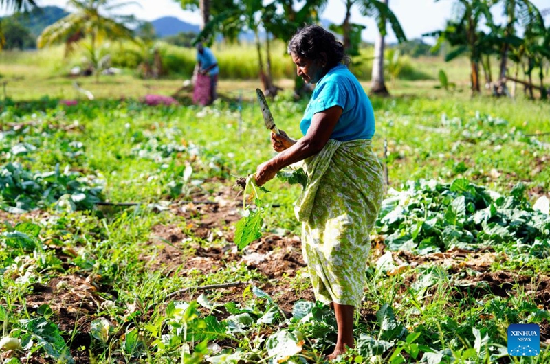 A villager harvests kohlrabi in the field in the town of Galewela in central Sri Lanka, Aug. 9, 2024. Photo: Xinhua