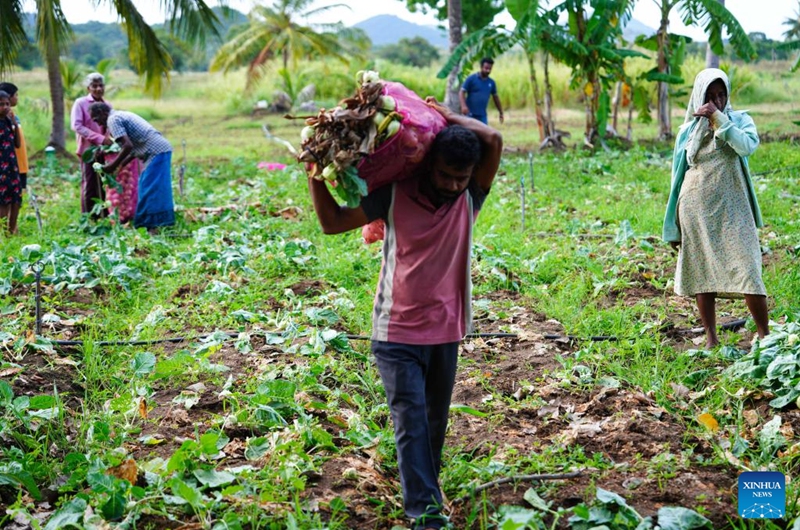 Villagers harvest kohlrabi in the field in the town of Galewela in central Sri Lanka, Aug. 9, 2024. Photo: Xinhua