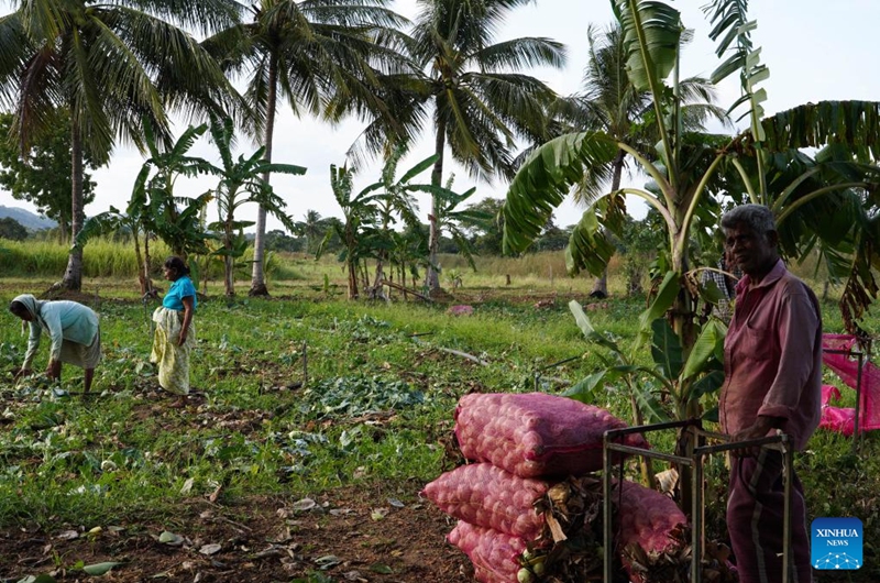 Villagers harvest kohlrabi in the field in the town of Galewela in central Sri Lanka, Aug. 9, 2024. Photo: Xinhua