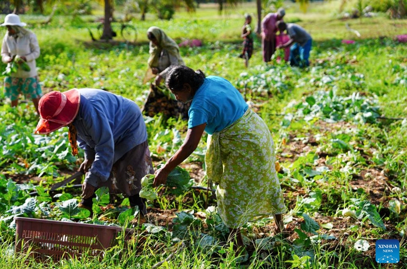 Villagers harvest kohlrabi in the field in the town of Galewela in central Sri Lanka, Aug. 9, 2024. Photo: Xinhua