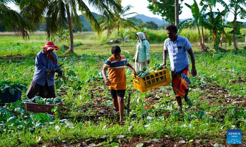 Villagers harvest kohlrabi in the field in the town of Galewela in central Sri Lanka, Aug. 9, 2024. Photo: Xinhua