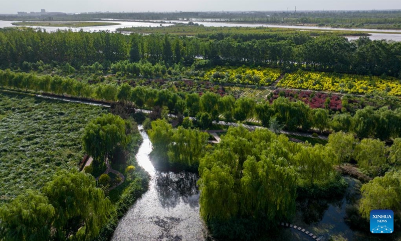 An aerial drone photo taken on Aug. 10, 2024 shows a view of Guchengwan artificial wetland in the Litong District of Wuzhong City, northwest China's Ningxia Hui Autonomous Region. Wuzhong has a piece of artificial wetland called Guchengwan that plays a vital role in the Yellow River's ecological environment. Part of a wastewater disposal system, the wetland follows the natural working way of waste and pollution disposal in natural wetlands. With an investment of 98 million yuan (about $13.7 million), the wetland supports a waste disposal facility that further purifies already-treated water, ensuring high-quality soil water in the region. Photo: Xinhua