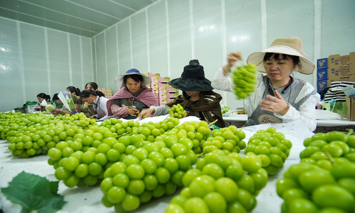 Workers sort grapes at a plantation in Meishan, Southwest China's Sichuan Province on August 12, 2024. Workers have been busy picking, sorting and delivering grapes in recent days. Local authorities have been boosting the development of modern agricultural infrastructure and digital technology to promote the sales of local grapes.
Photo: cnsphoto