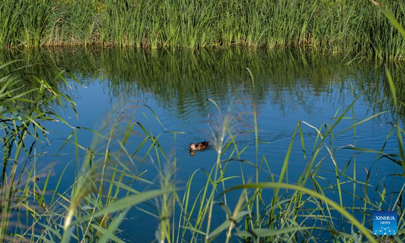 An aerial drone photo taken on Aug. 10, 2024 shows a view of Guchengwan artificial wetland in the Litong District of Wuzhong City, northwest China's Ningxia Hui Autonomous Region. Wuzhong has a piece of artificial wetland called Guchengwan that plays a vital role in the Yellow River's ecological environment. Part of a wastewater disposal system, the wetland follows the natural working way of waste and pollution disposal in natural wetlands. With an investment of 98 million yuan (about $13.7 million), the wetland supports a waste disposal facility that further purifies already-treated water, ensuring high-quality soil water in the region. Photo: Xinhua
